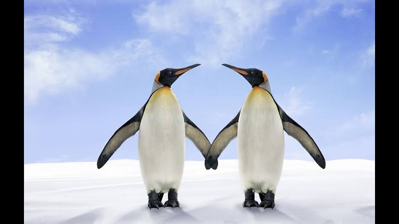 "Chilling Facts About Penguins You Never Knew!" 🐧🐧