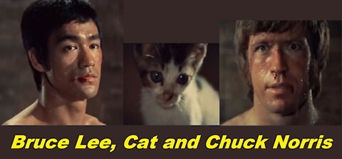 Bruce Lee, Cat and Chuck Norris