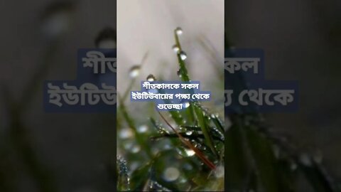 শীত কালের সকালে খুবই সুন্দর লাগে পরিবেশের