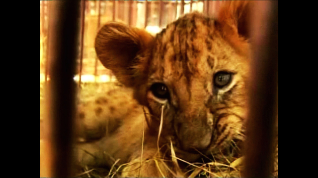 Bolivian Lion Cubs Head to US