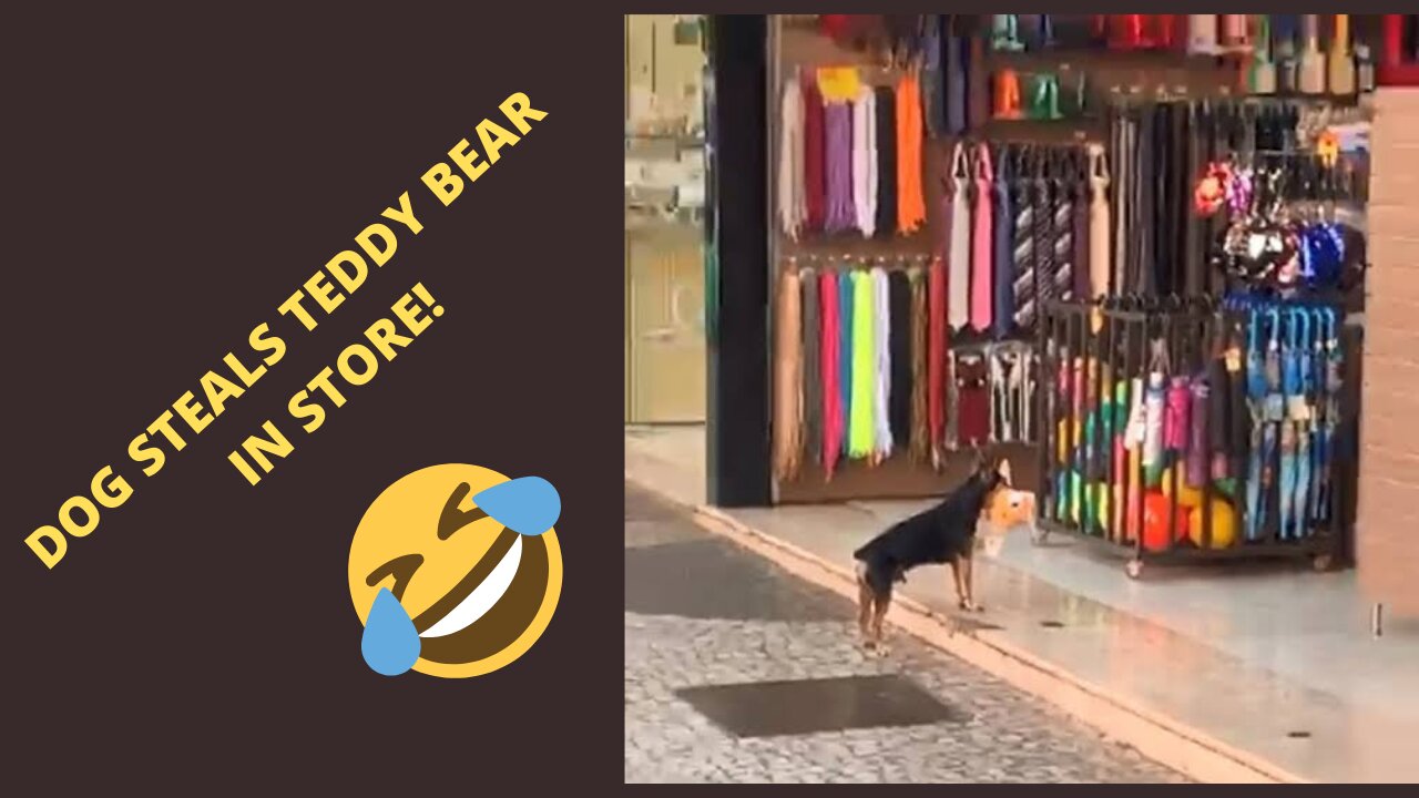 dog steals teddy bear in store!