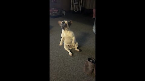 French Bulldog puppy's hilarious dance moves