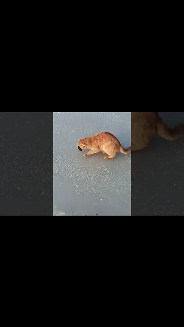 A sneaky cat steals a fisherman's catch