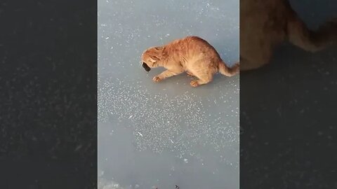 A sneaky cat steals a fisherman's catch
