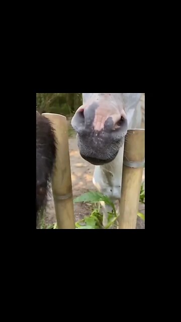 Amazing Feeding #Shorts #ytshorts #Dogs #Animals #Fun