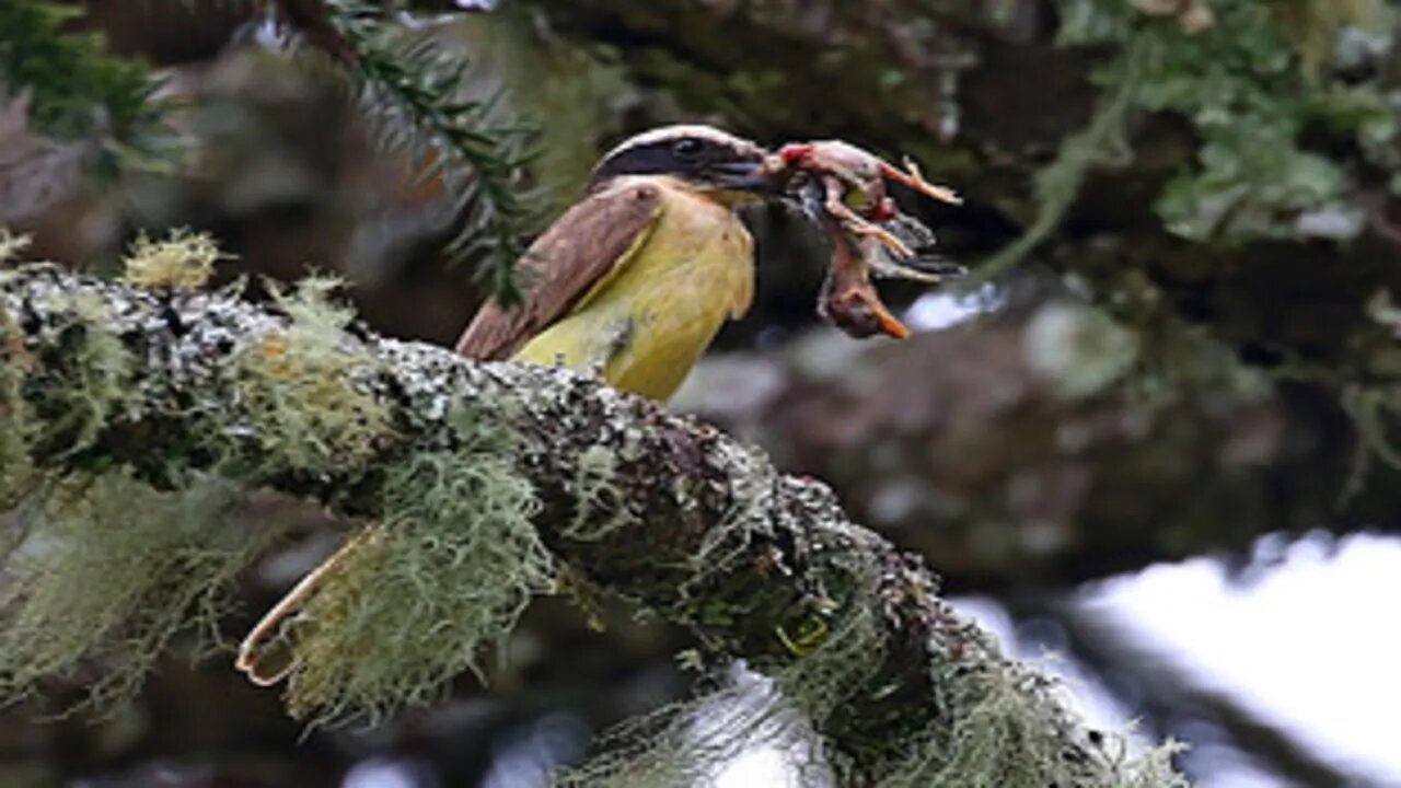 Por que o "Bem-Te-Vi" mata os filhotes de outras aves?