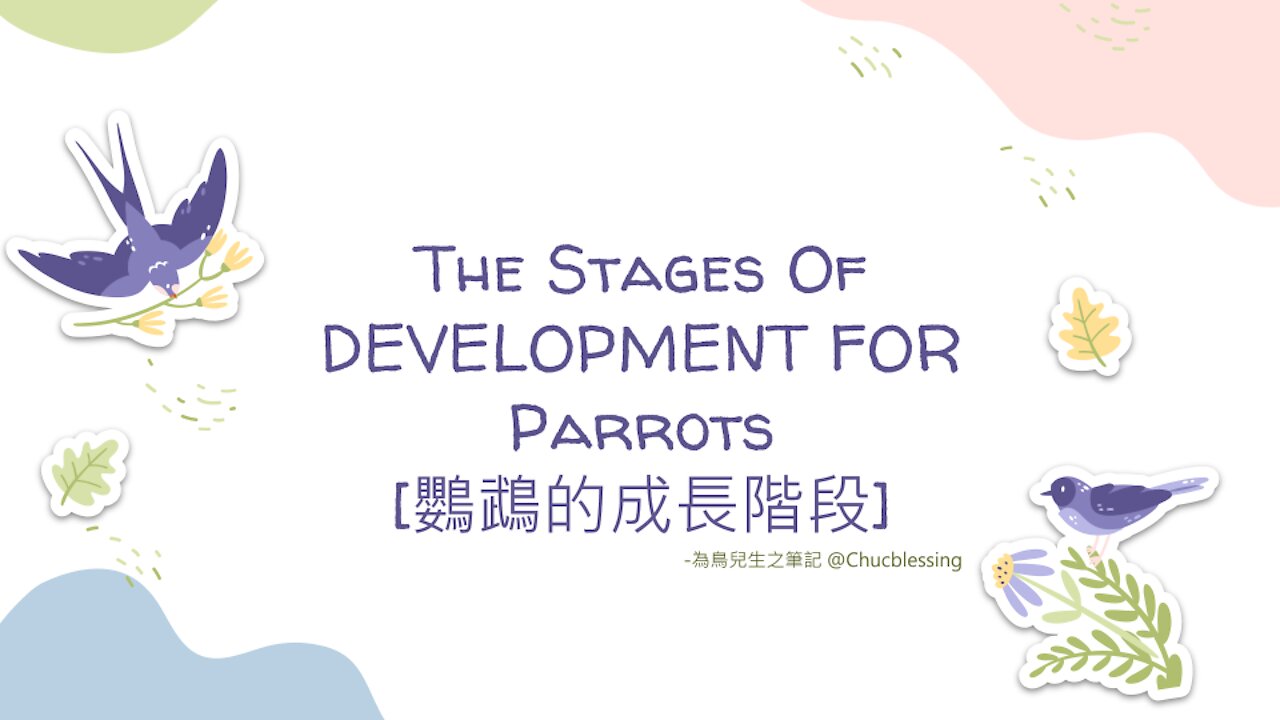 【新手養鳥】常見的15種鸚鵡成長周期 The Stages Of DEVELOPMENT FOR Parrots