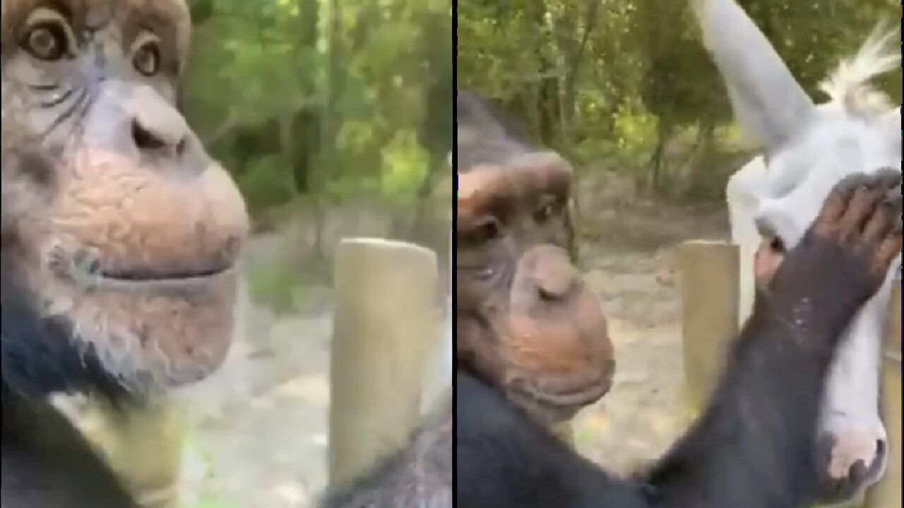 Gorilla and Horse sharing love to each other