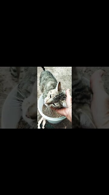 Skippy is eating the layer pellets