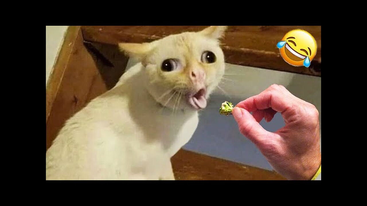 World Best Funniest🤣Cat vs animal vs Kid 🤼‍♂️ Entertainment Don't Try Laughing 🤣 2024 clips 🫡