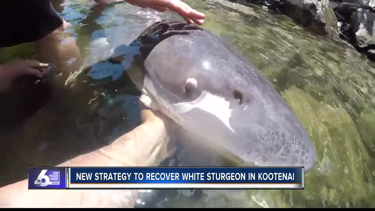 Plan revised for saving Kootenai River white sturgeon