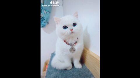 PAT CHALLENGE - Tiktok Cat