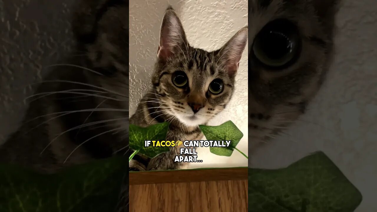 Send to your BFF😁 #cat #kitten #positivity #leonthecatdad #cute #relatable #relationship #tacos