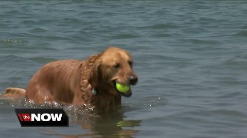 Dangerous time for pets to be outside in Western New York