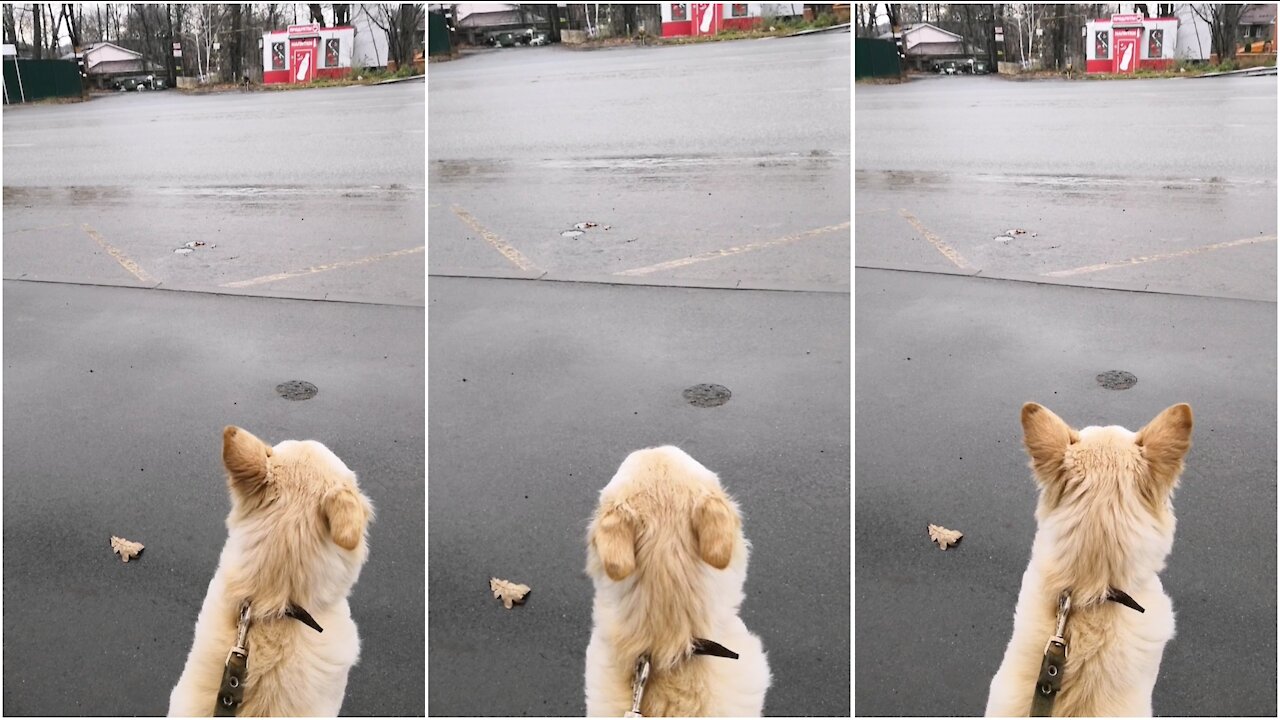 The dog is funny moving his ears, looks cute!