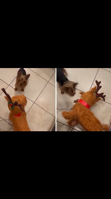 Yorkie Is Very Mad With Mom's New Christmas Decoration