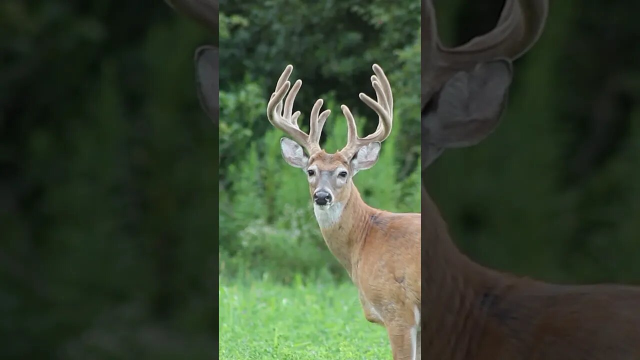 Awesome buck! #hunting #bigbuck #deerhunting