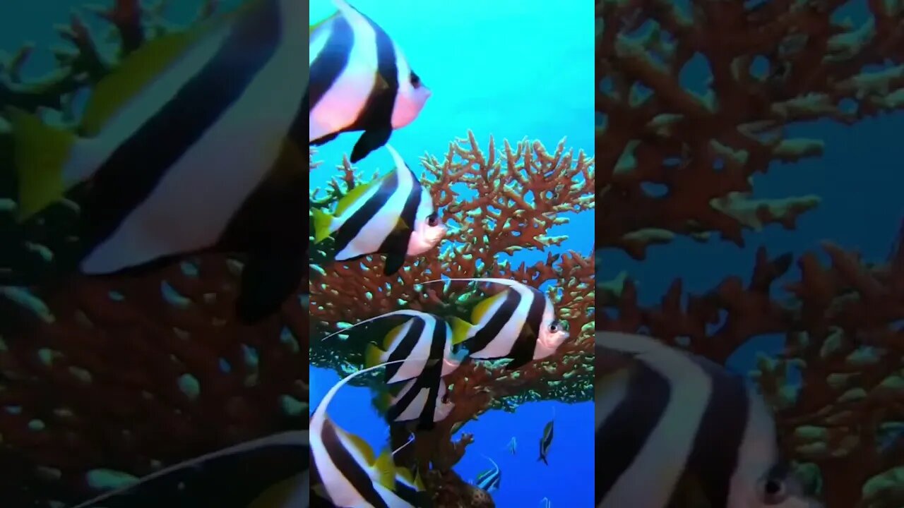 Underwater World #amazing #nature #shortvideo #shorts