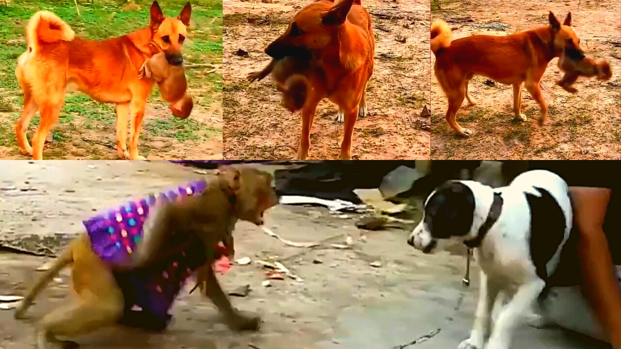 Cruel attack !! MONKEY VS DOG (friends fight)