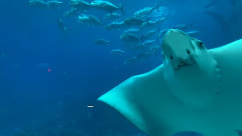 Stingrays in perfect formation drift past thrilled scuba diver in the Galapagos Part 2