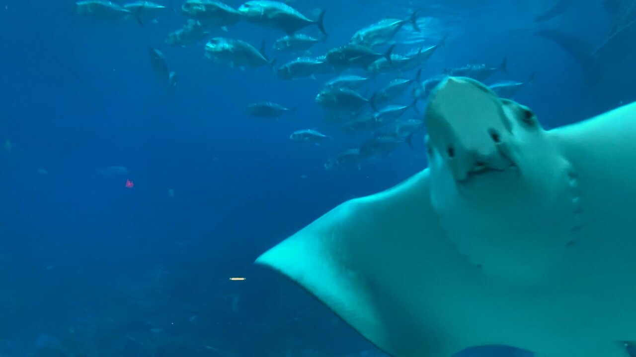 Stingrays in perfect formation drift past thrilled scuba diver in the Galapagos Part 2