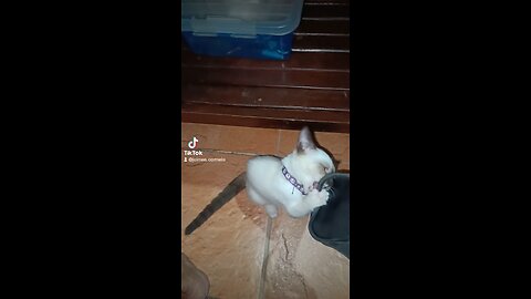 My Cat playing with my sleeper