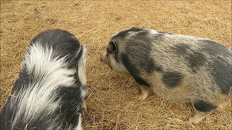 This little piggy