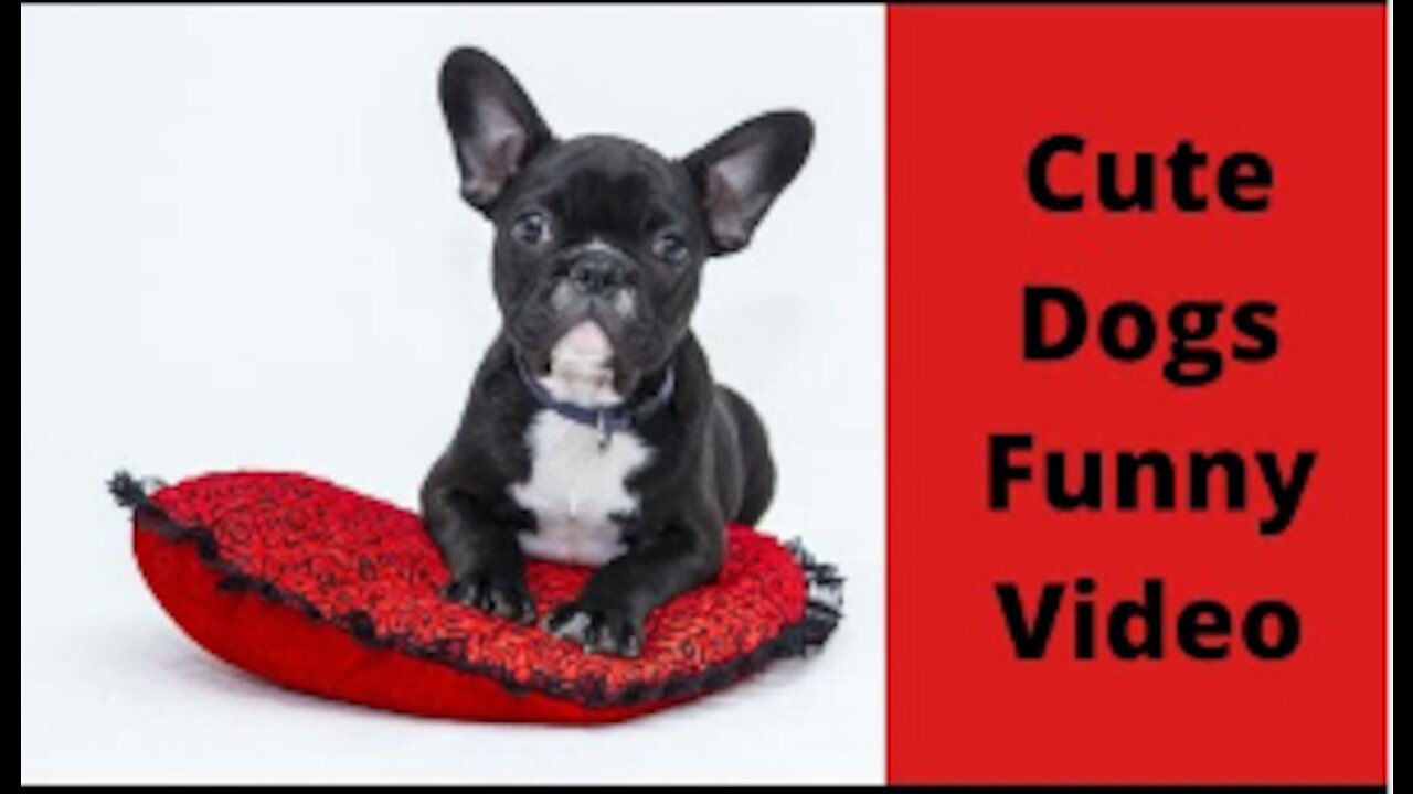 Funny Dog Videos 2021 It's time to LAUGH with Dog's life more funny clip Cute dog