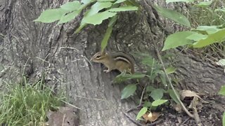 Chipmunk making funny sound