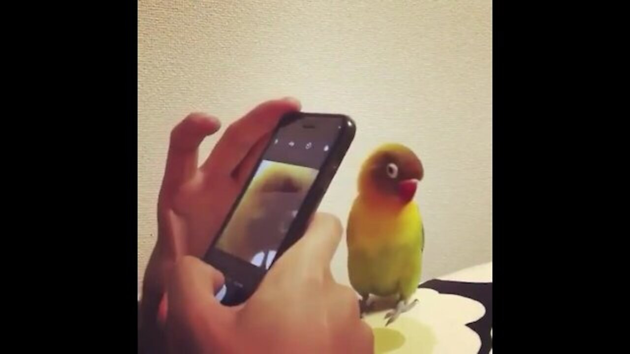 Parrot pose for the photographer