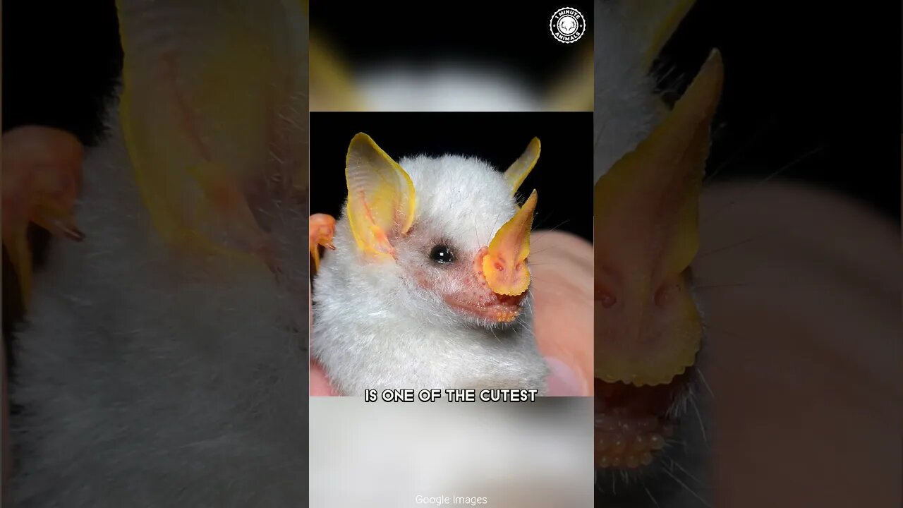 Honduran White Bat 🦇 Mysterious Creatures of the Dark!