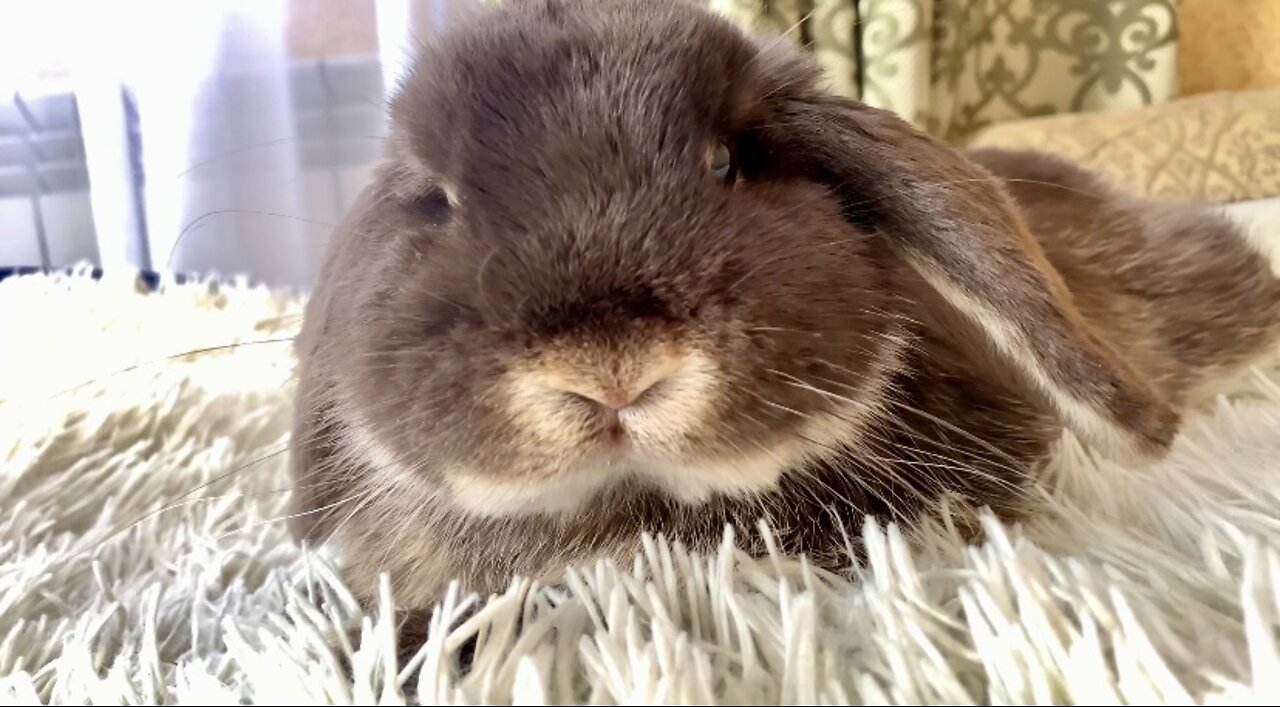 Bunny lie down suddenly so cute, rabbit cute