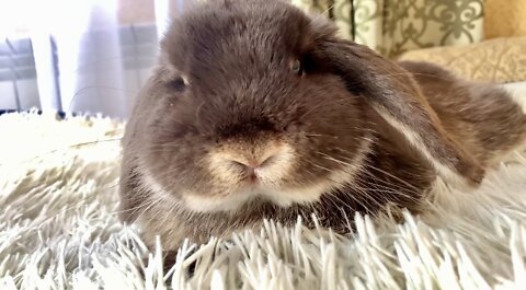 Bunny lie down suddenly so cute, rabbit cute