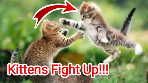 Cute Cat | Kittens Fight Up!!!!