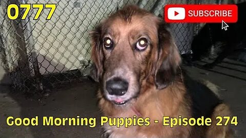 [0777] GOOD MORNING PUPPIES - EPISODE 274 [#dogs #doggos #doggies #puppies #dogdaycare]
