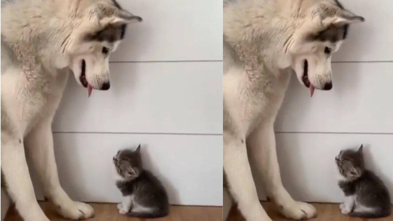 Dog and cute kittens