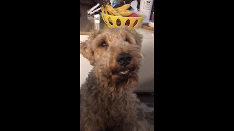 Dog shakes and talks for a cookie treat