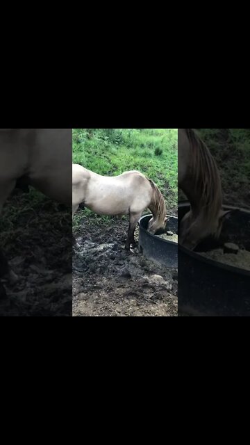 Arthur the rescue horse and Penny eating in the mud. We're moving their feed!