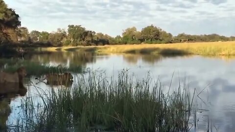 Crocodile is King Swamp! Two Male Lion Protect Yourself From Crocodile In River70 4