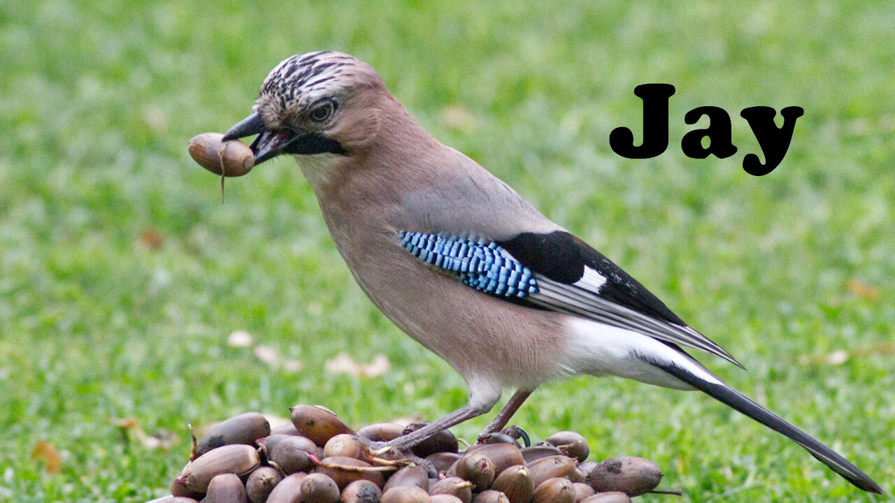 Jays are very smart. They are able to form flocks