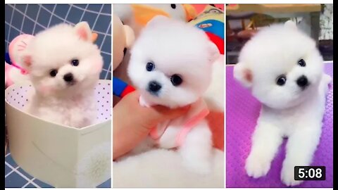 Cute and Funny Dog Videos Compilation 2021.Tik Tok Puppies 🐶