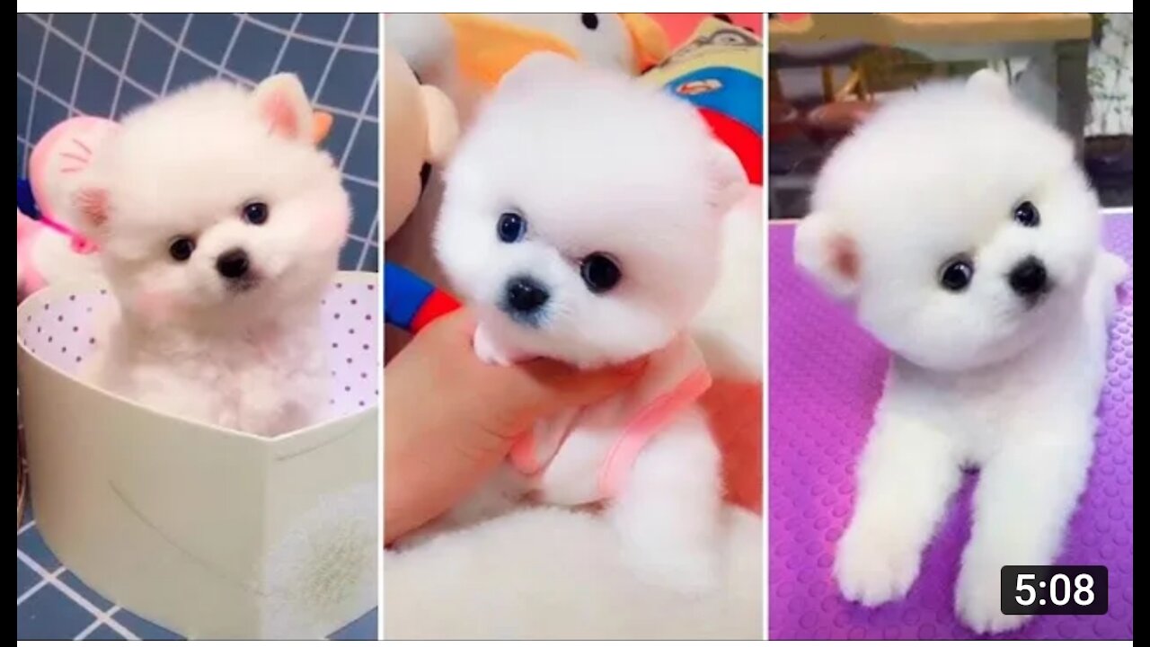 Cute and Funny Dog Videos Compilation 2021.Tik Tok Puppies 🐶