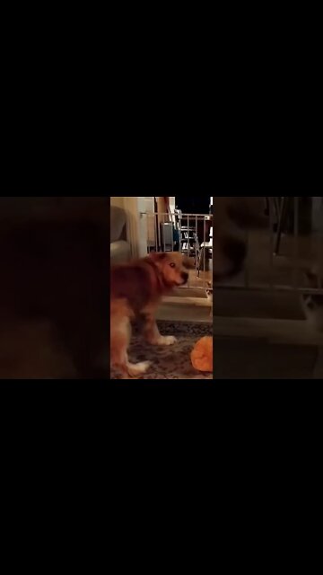 The Bo Dance. R.I.P. to our one of a kind Bo boy. 2011-2022