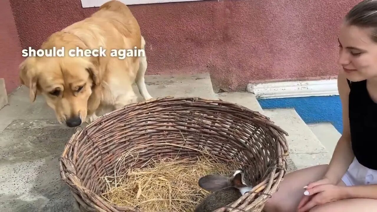 Gentle Golden Retriever Meets A Bunny For The First Time