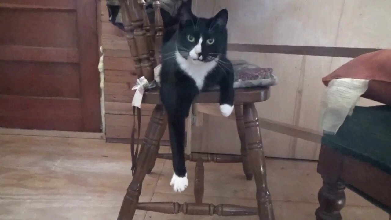 Melanie Playing With Felix The Cat ~ You will laugh