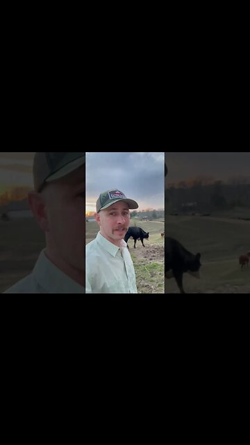 Day 24 of 30 days of #calving . #cattle #ranch #ranchlife #calf #cow #farm #farmlife