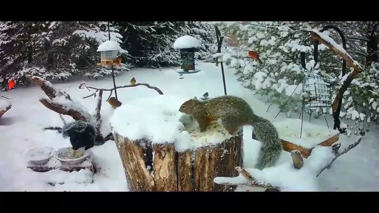 Winter Storm Wildlife Feeder Timelapse