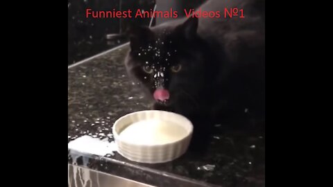 Funniest Animals Videos №1
