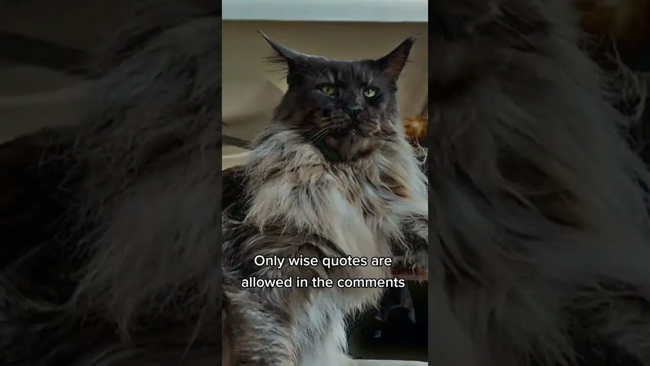 I'm something of a wise man myself 🥰Cute cats - Try not to Laugh_#05_ #shorts