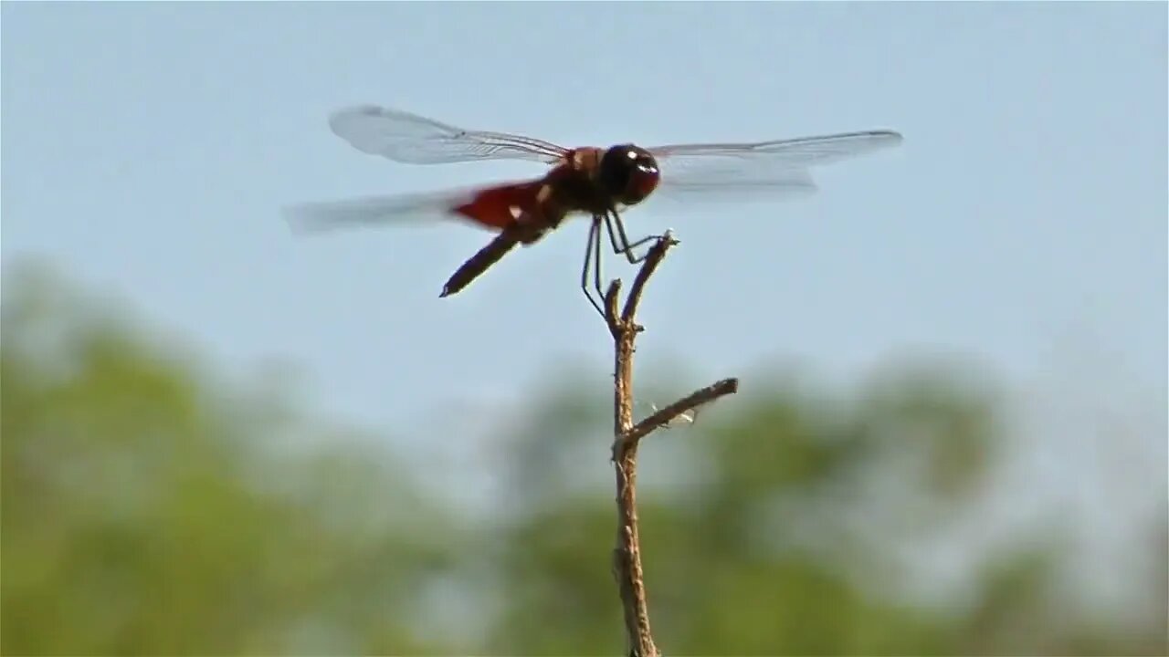 Dragonfly 04